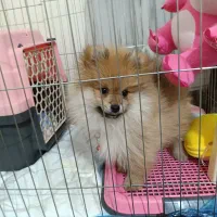 پامرین خرسی 3ماهه|سگ|تهران, تسلیحات|دیوار