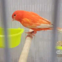 قناری سرخ اورجینال ردفاکتور|پرنده|مشهد, خرمشهر|دیوار