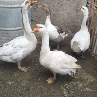 قوغاز اوکراینی