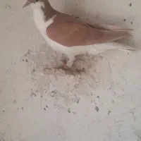 کفترهفرنگ پرنده|پرنده|الوند, |دیوار