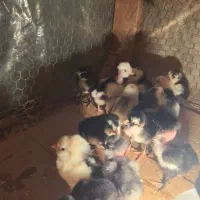 جوجه گلین لری پنگوئنی|حیوانات مزرعه|ساری, |دیوار