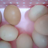 تخم اردک‌اسراییلی یا مسکویی