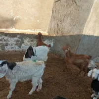 پنج عدد بزغاله|حیوانات مزرعه|نیشابور, دربقاضی|دیوار