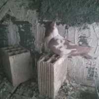 فروش کبوتر تزیینی|پرنده|شهرکرد, |دیوار