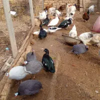 مرغ وخروس برهما رسمی شاخدار