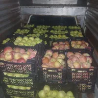 سیب  درجه یک ابدار   استخونی