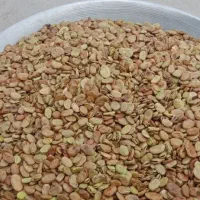 باقالی پاک شده