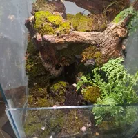 تراریوم بزرگ جنگلی