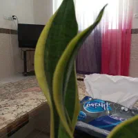 سوئیت درجه یک تمیز و شیک