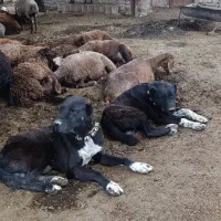 سگ گله ای