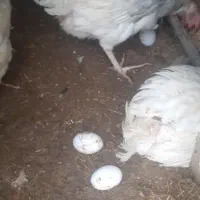 مرغ پو په لار