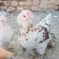 مرغ لری کوپ شو