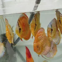 ماهی دیسکس ۱۷۰۰