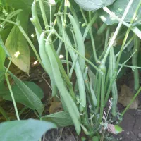 لوبیا سبز تردتازه