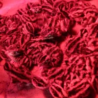 جوجه بلدرچین