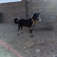 قدرجونی ۱۵ماهه|سگ|سده (خراسان جنوبی), |دیوار