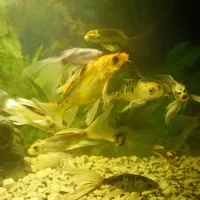 فروش ماهی کوی باله بلند