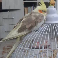 عروس هلندی گمشده