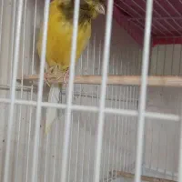 قناری نر آماده یکسر جیبر بلند پا لخت