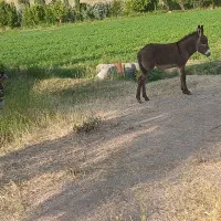 خر ماده همراه کره خر نر