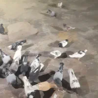 26تا کبوتر پرشی|پرنده|سبزوار, قصبه شرقی|دیوار