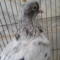 کبوتر ماده هفت رنگ