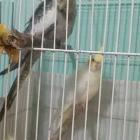 جوجه عروس هلندی ۲ماهه