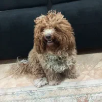 پودل نر جهت جفت گیری