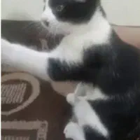 واگذاری بچه گربه نر تاکسیدو