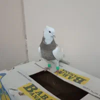 طوقی نر کارتونی|پرنده|شاهین‌شهر, طالقانی|دیوار