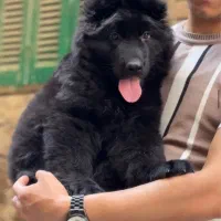 توله ژرمن وارداتی شپرد ۳ ماهه|سگ|رشت, آتشگاه|دیوار