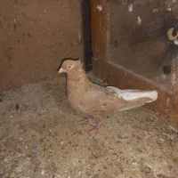 کبوتر دم سفید|پرنده|سبزوار, هویزه|دیوار