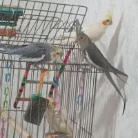 عروس هلندی|پرنده|رشت, حمیدیان|دیوار