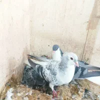 نرماده سبزسینه ی کرمونی عروسک