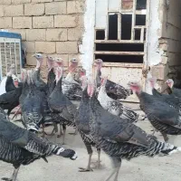 روستای هلوش|حیوانات مزرعه|پلدختر, |دیوار