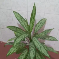 گل طبیعی|گل و گیاه طبیعی|دهلران, |دیوار