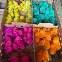 جوجه گلپایگانی