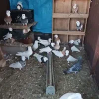 فروش پرنده