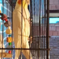 عروس هلندی نر