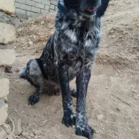 سگ قدرجونی اصیل