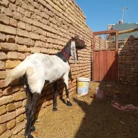 یک عددبزابستن فروشی