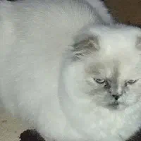 گربه نژاد پرشین اسکاتیش