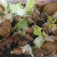 حلزون آچاتینا آلبینو