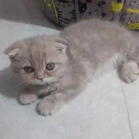 واگذاری گربه|گربه|ورامین, ورامین|دیوار