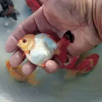 گلدفیش ۳.۵ الی ۴ اینچ