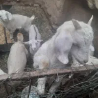 ۳راس بز سانا به ۵عدد کره