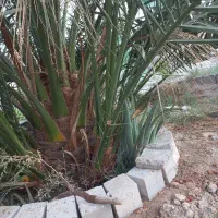 پاجوش برحی