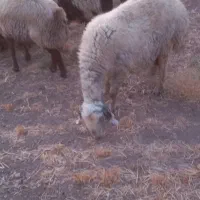 میش چاق