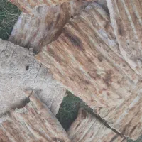 نون خشک