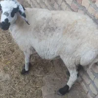 میش آبستن